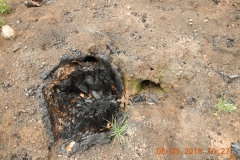 Shultz1_DougFirStump_DSCN1278_sm