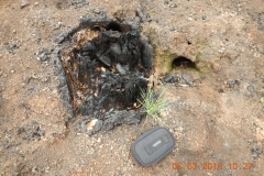 Shultz1_DougFirStump_DSCN1279_sm