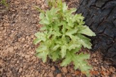 Shultz1_OakResprout_DSCN1275_sm