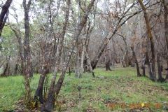 Hillside1_Doug Fir_DSCN1202_sm